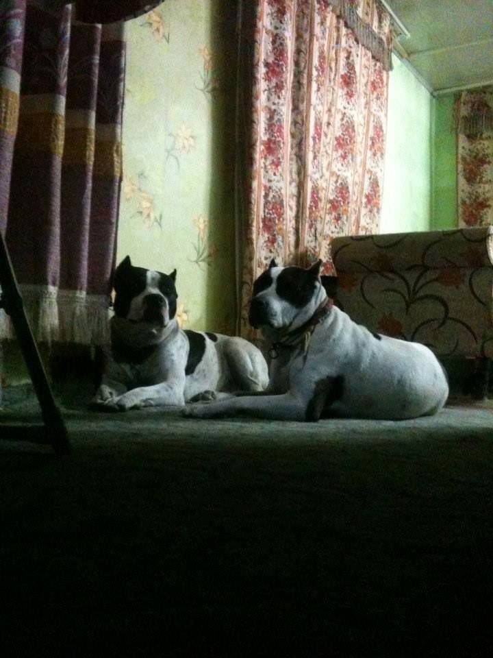 Photo of the dog
