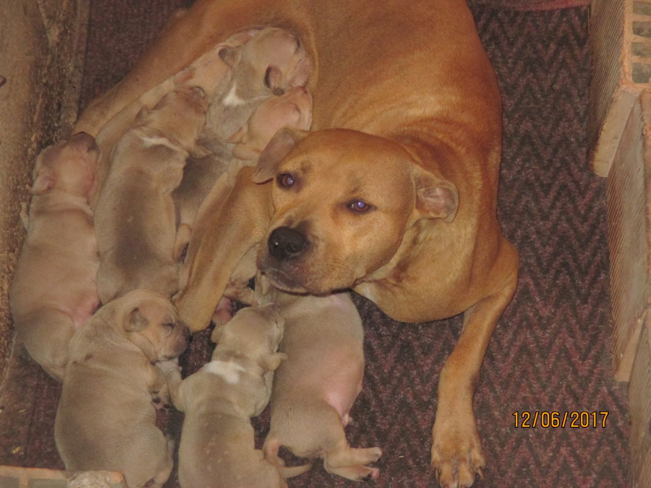 Photo of the dog