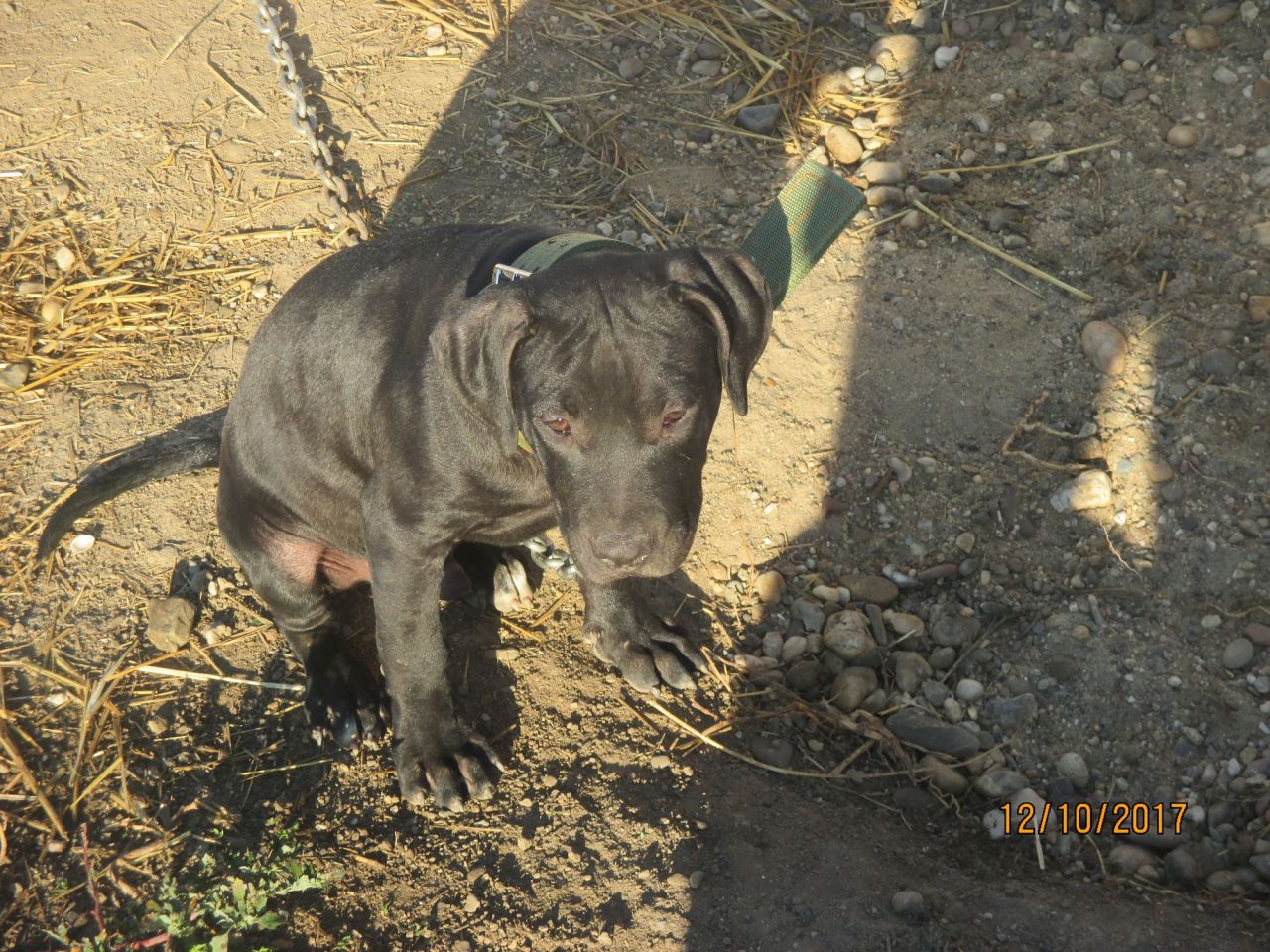 Photo of the dog