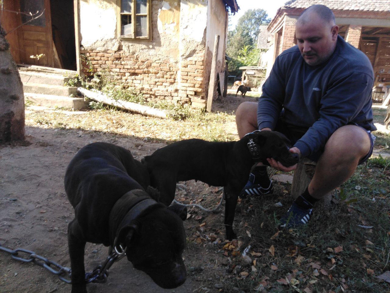 Photo of the dog