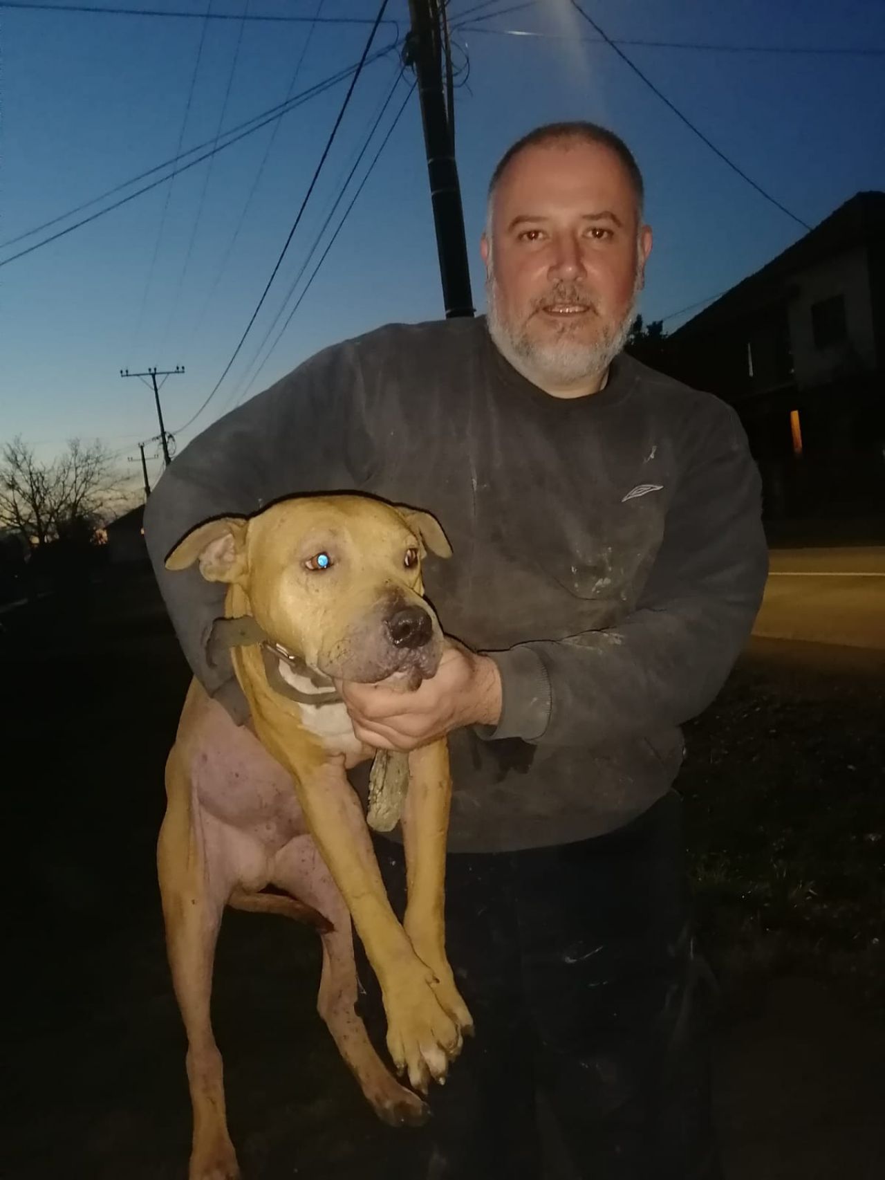 Photo of the dog