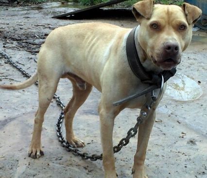 Photo of the dog