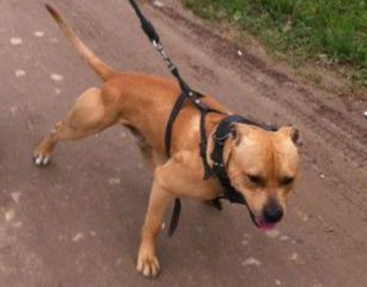 Photo of the dog
