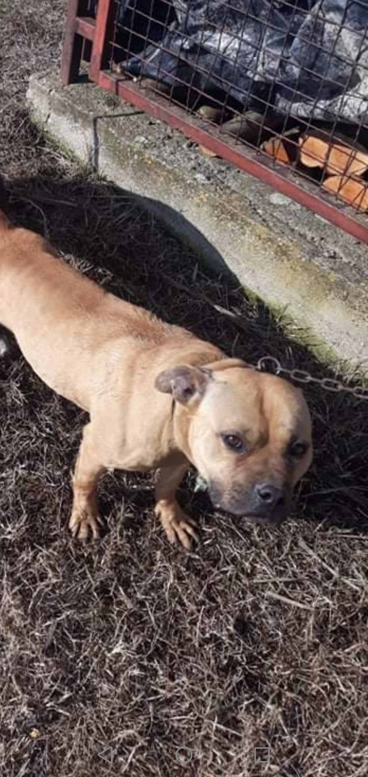 Photo of the dog