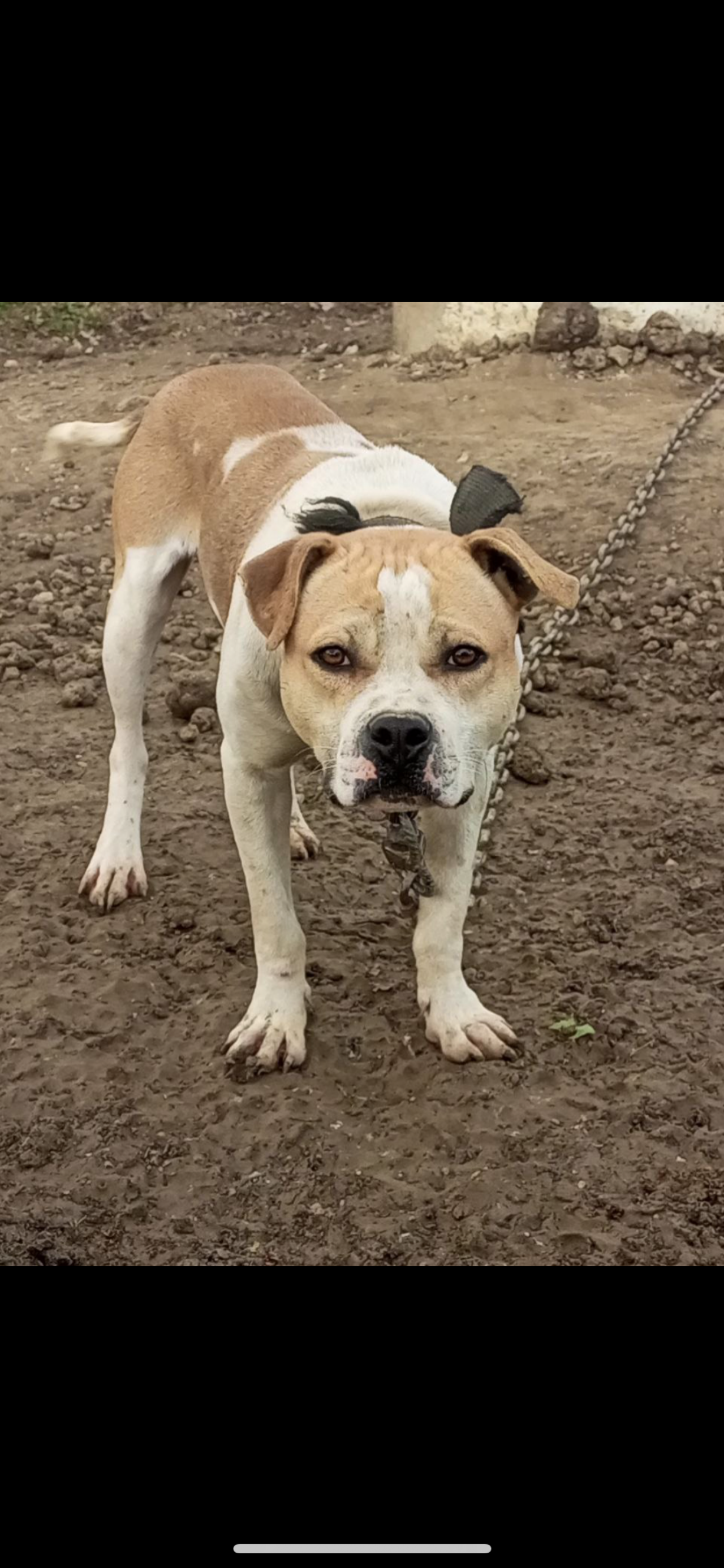 Photo of the dog