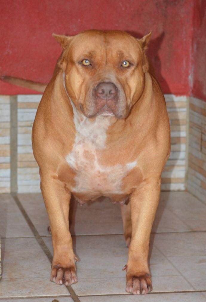Photo of the dog