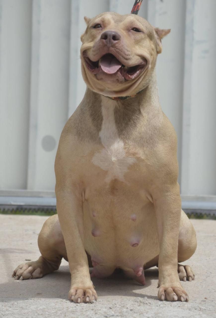 Photo of the dog