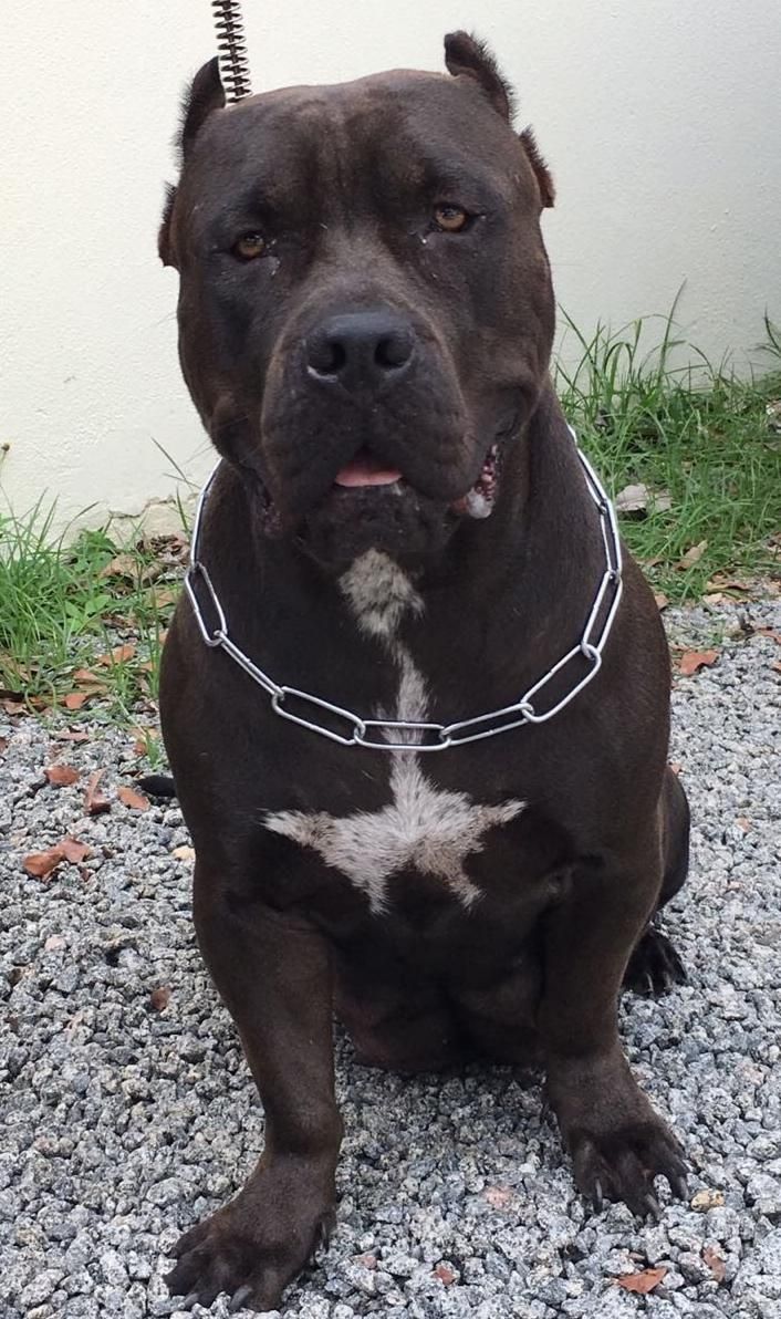 Photo of the dog