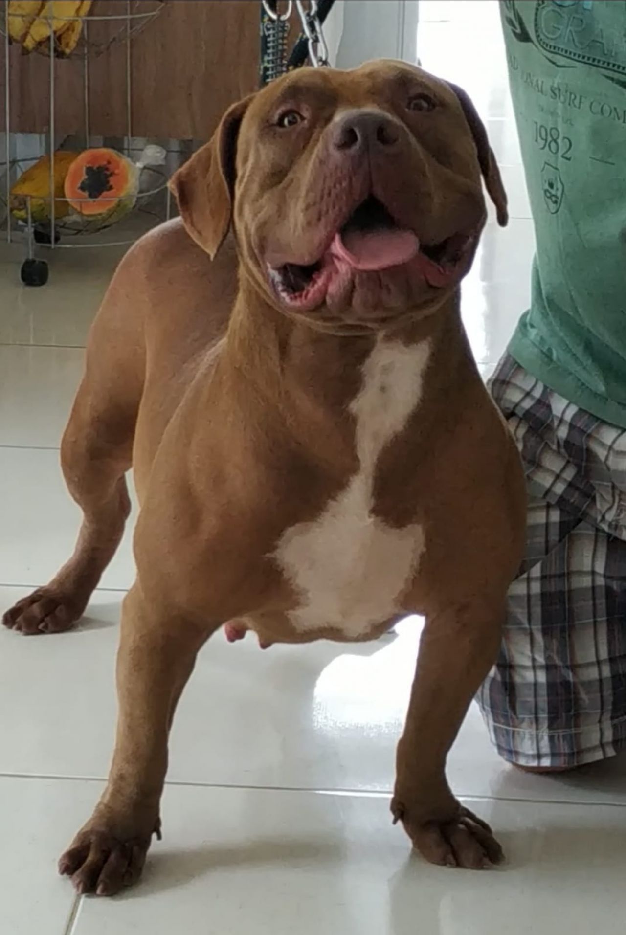 Photo of the dog