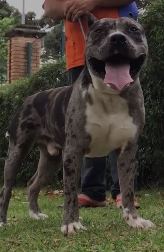 Photo of the dog