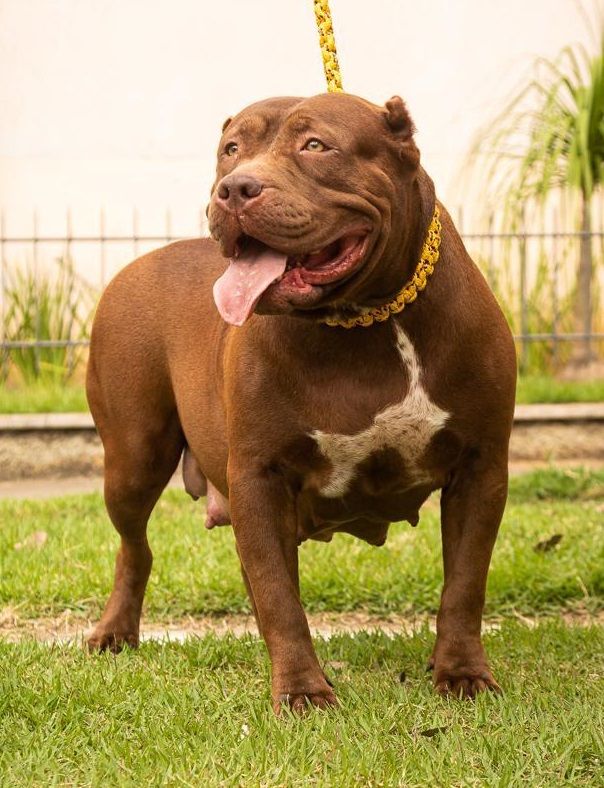 Photo of the dog