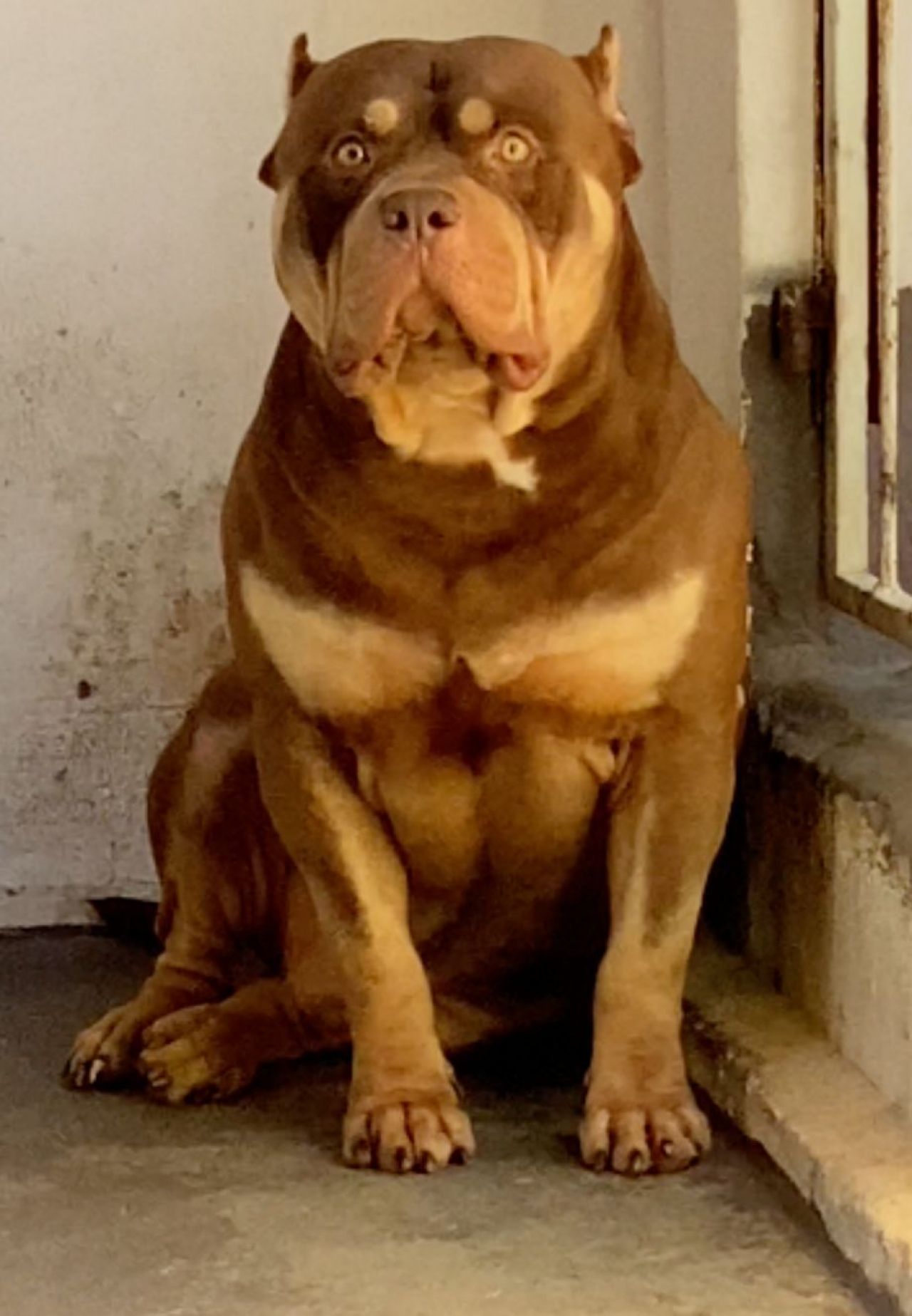 Photo of the dog