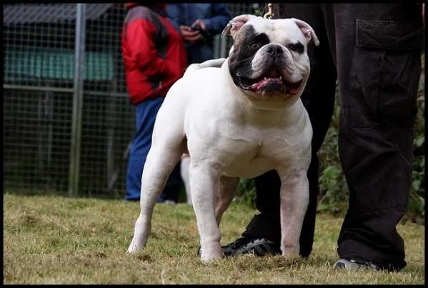 Photo of the dog