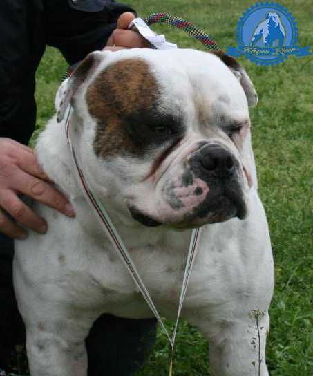 Photo of the dog