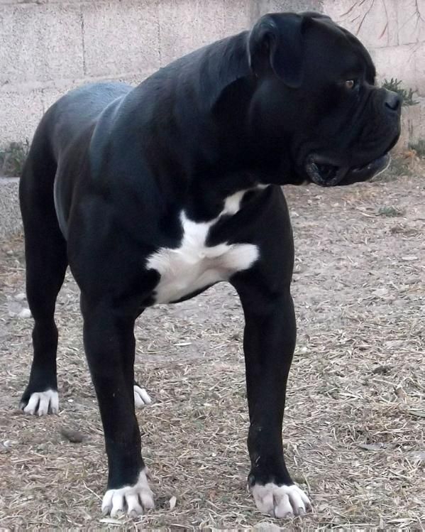 Photo of the dog