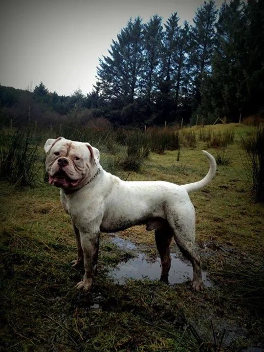 Photo of the dog