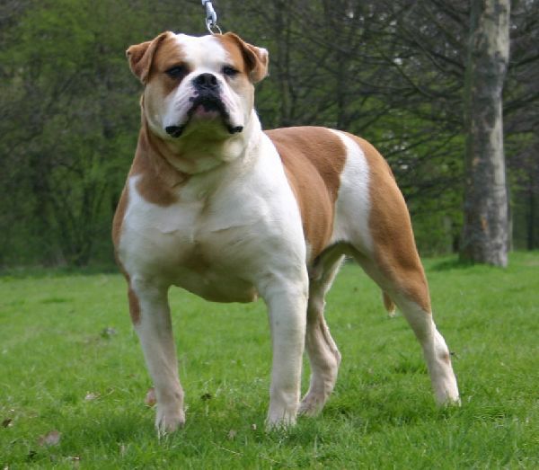 Photo of the dog