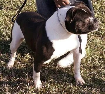 Photo of the dog