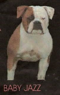Photo of the dog
