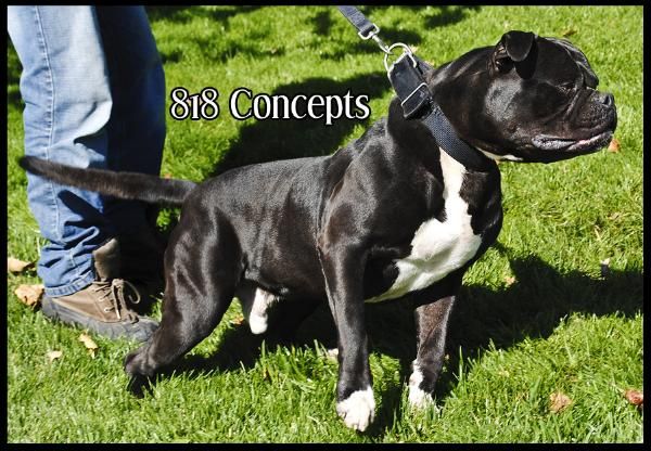 Photo of the dog