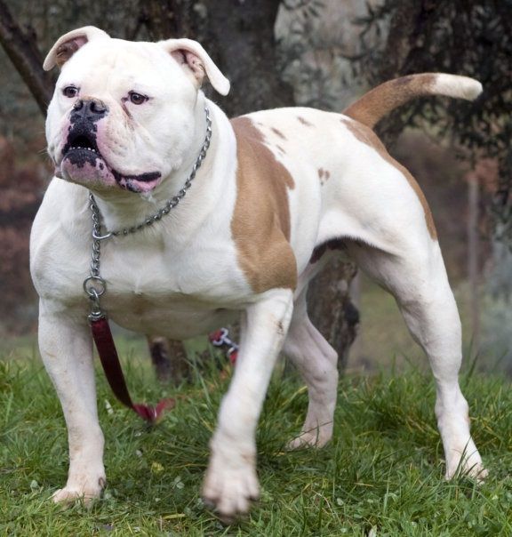 Photo of the dog