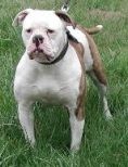 Photo of the dog