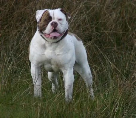 Photo of the dog