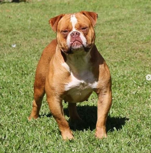 Photo of the dog