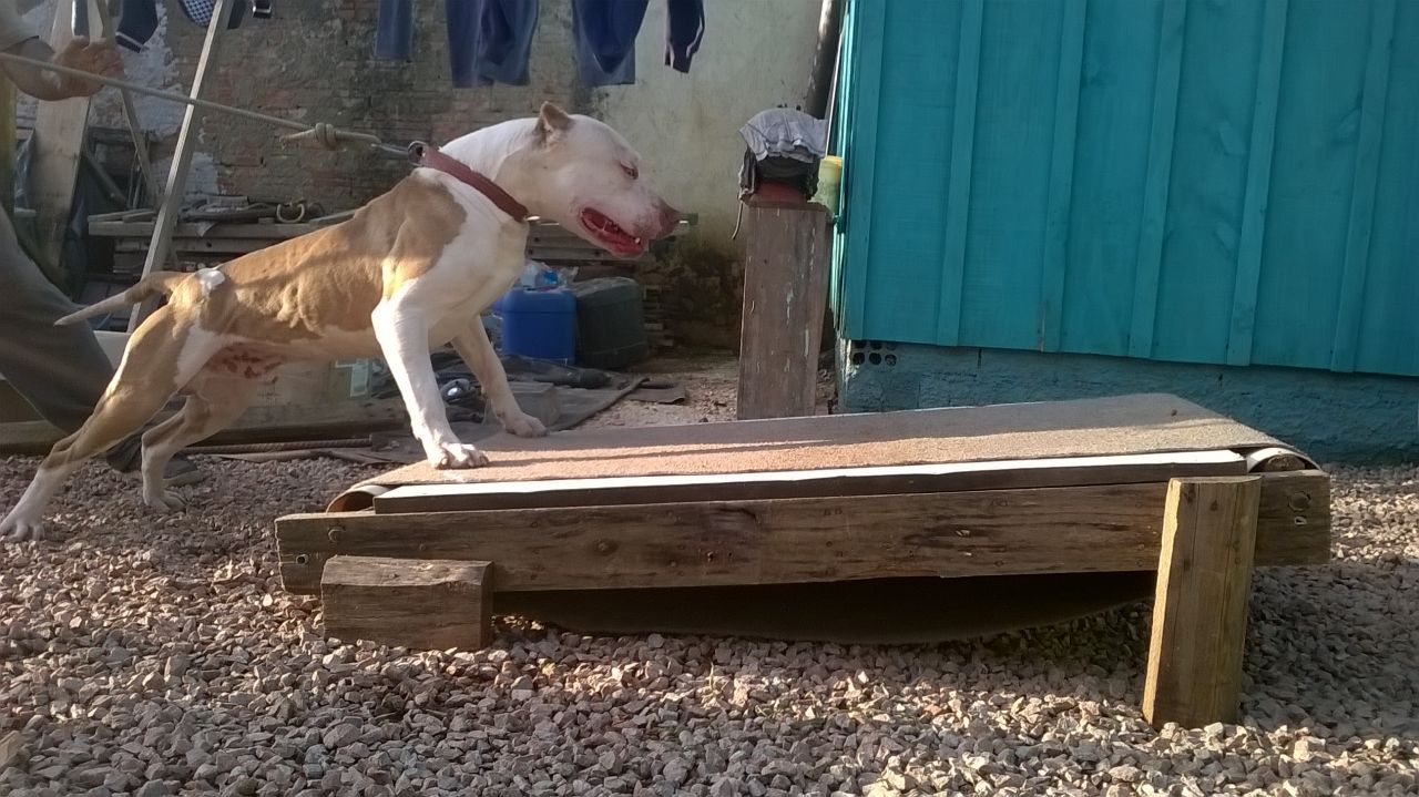 Photo of the dog