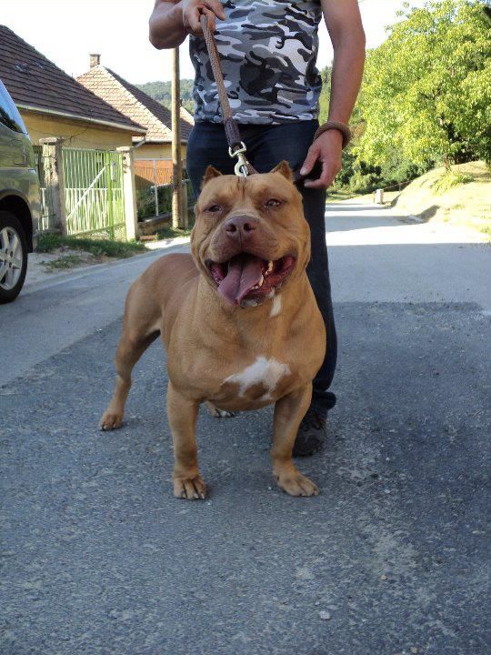 Photo of the dog