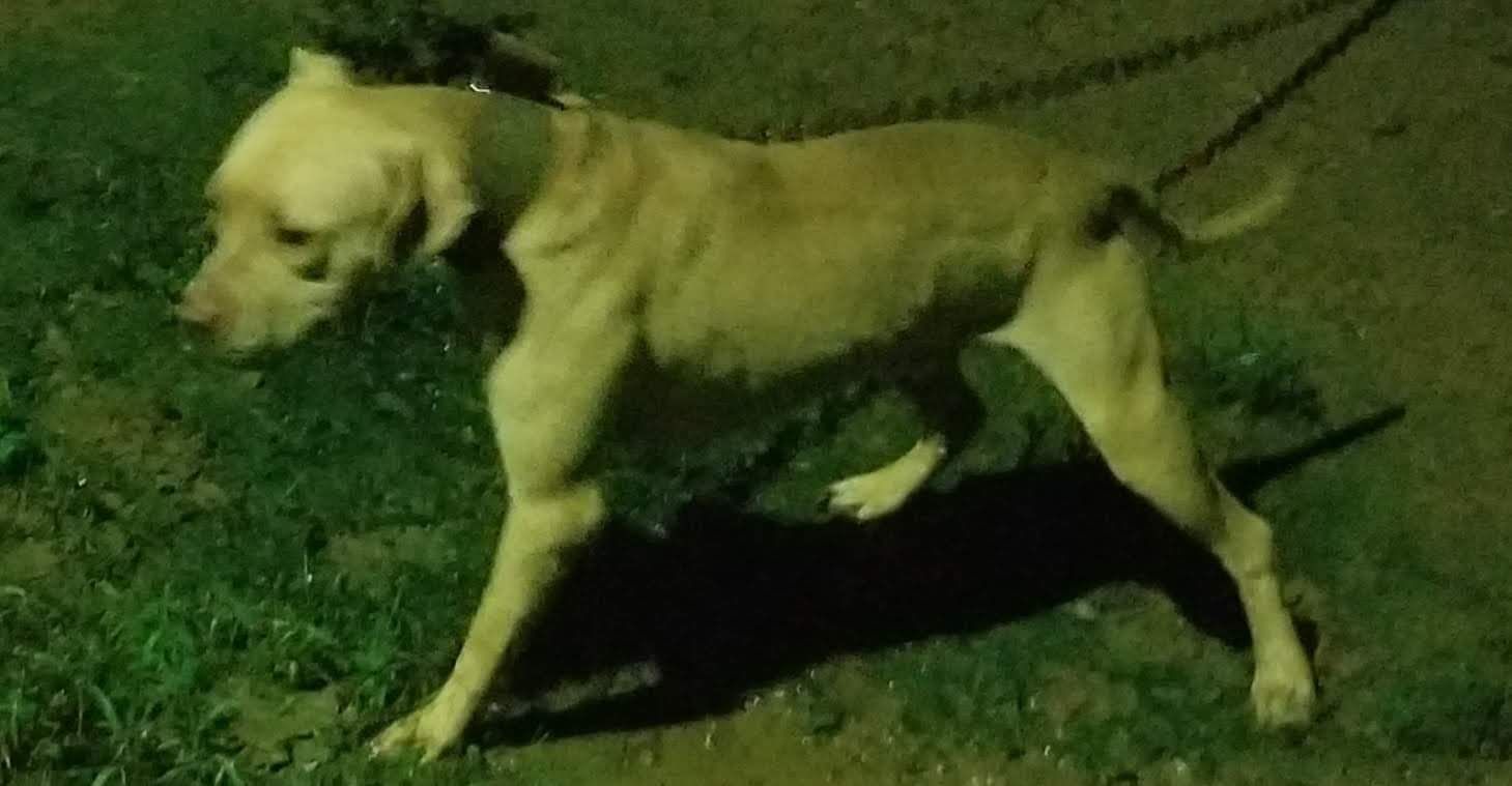 Photo of the dog
