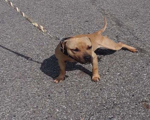 Photo of the dog