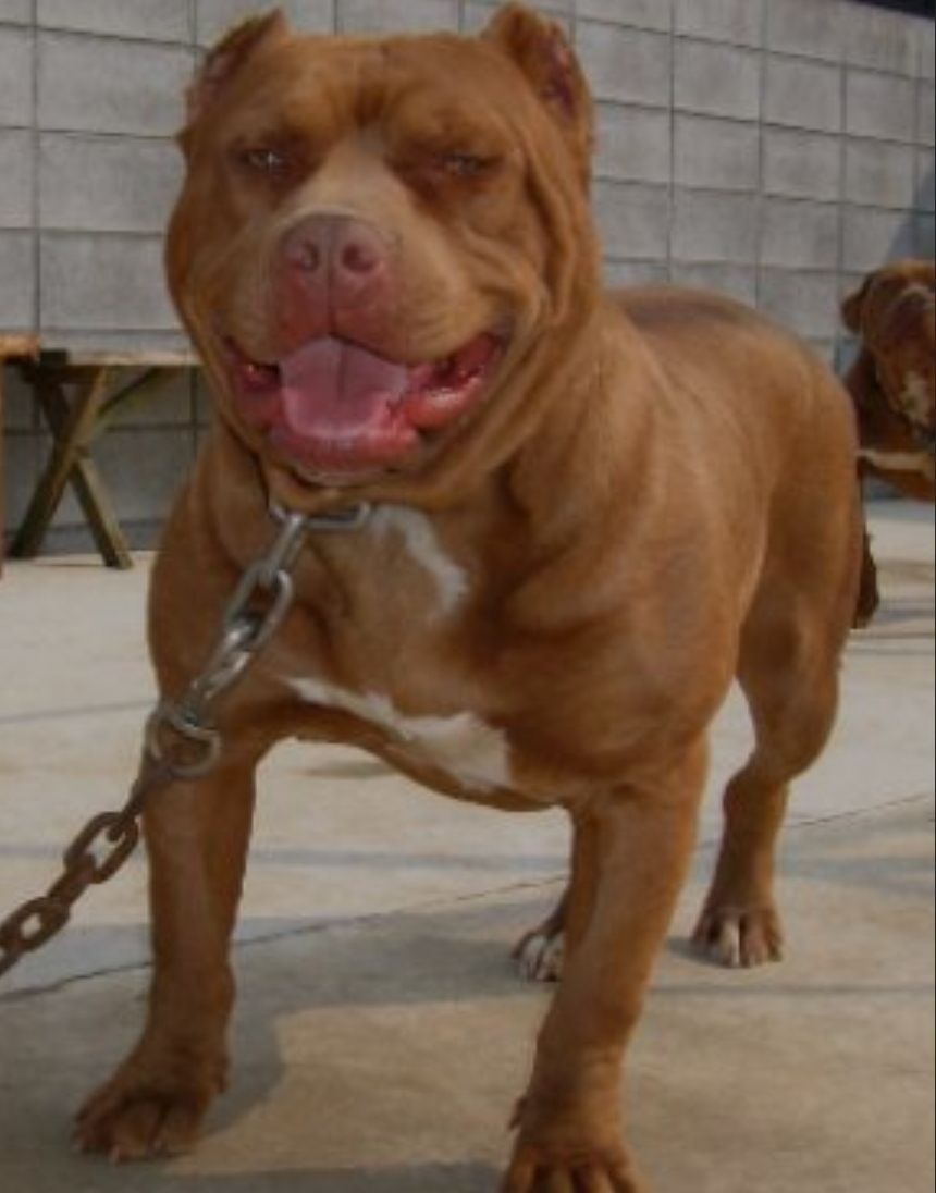 Photo of the dog