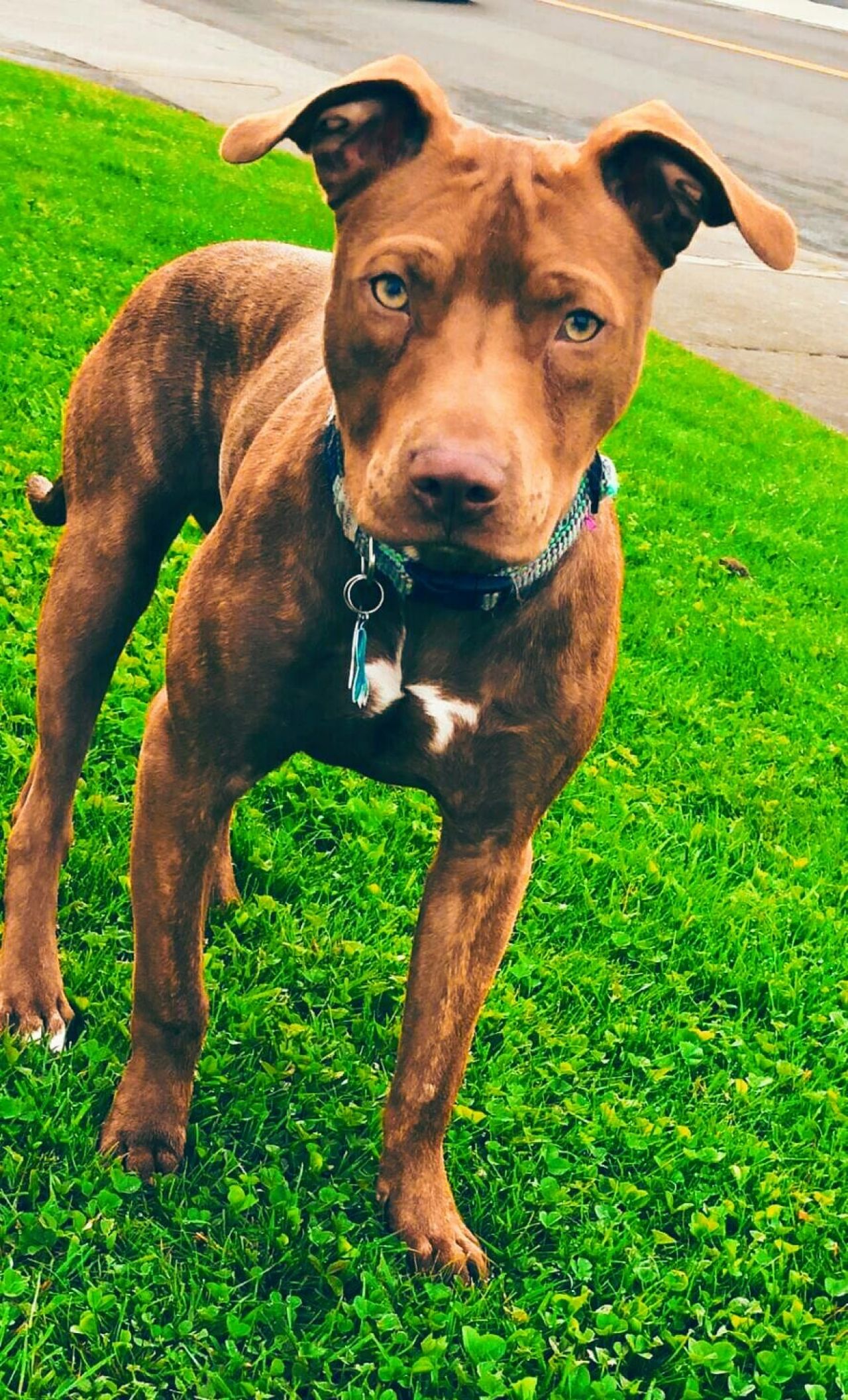 Photo of the dog
