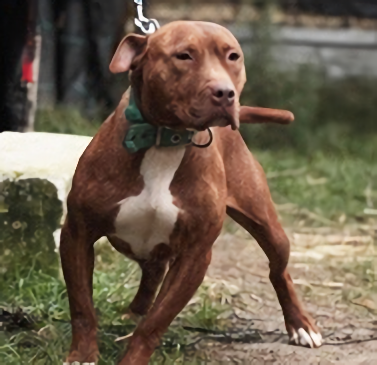 Photo of the dog