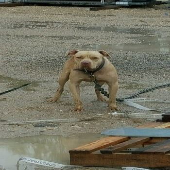 Photo of the dog