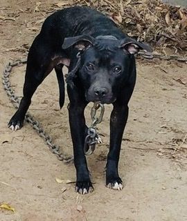 Photo of the dog