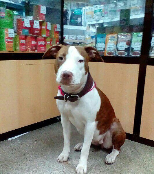 Photo of the dog