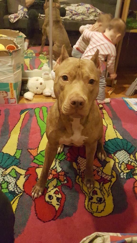Photo of the dog