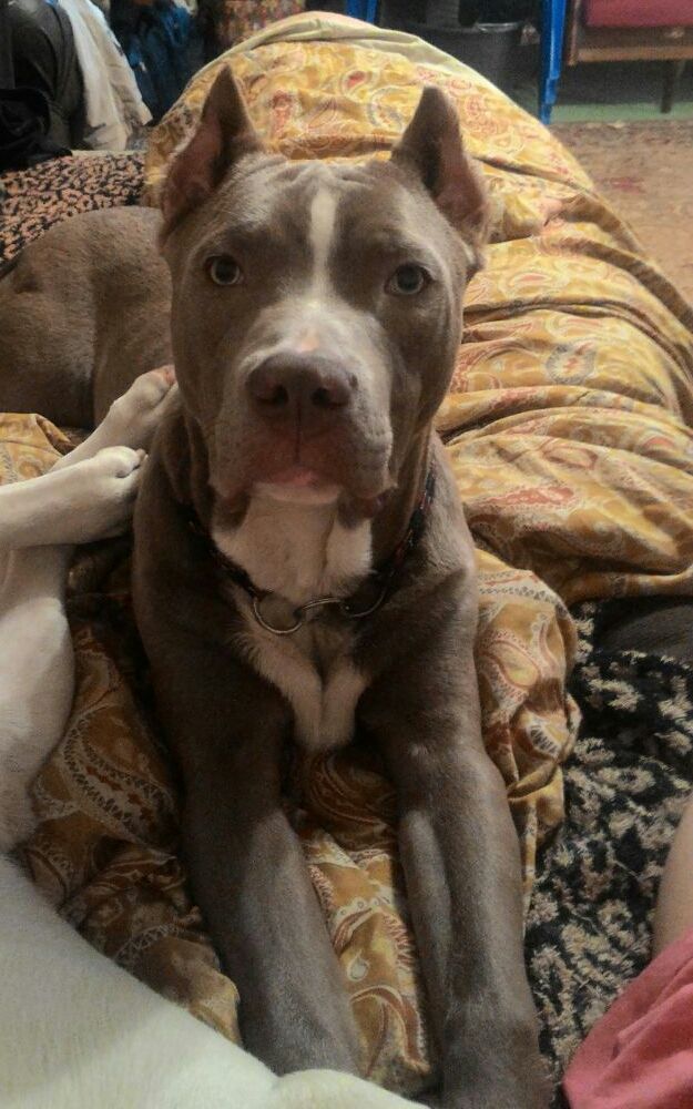 Photo of the dog