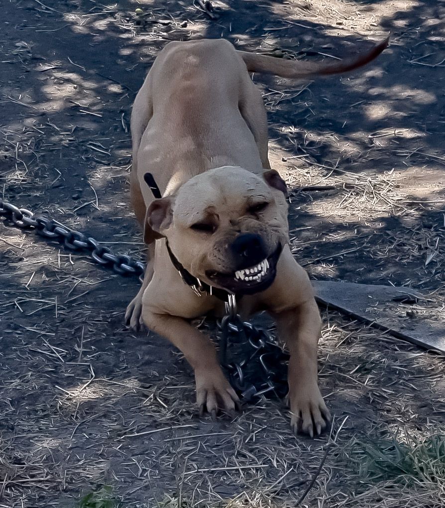 Photo of the dog