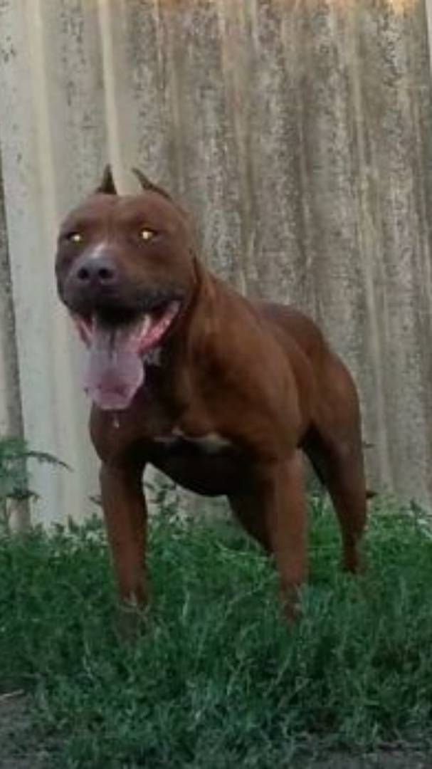 Photo of the dog
