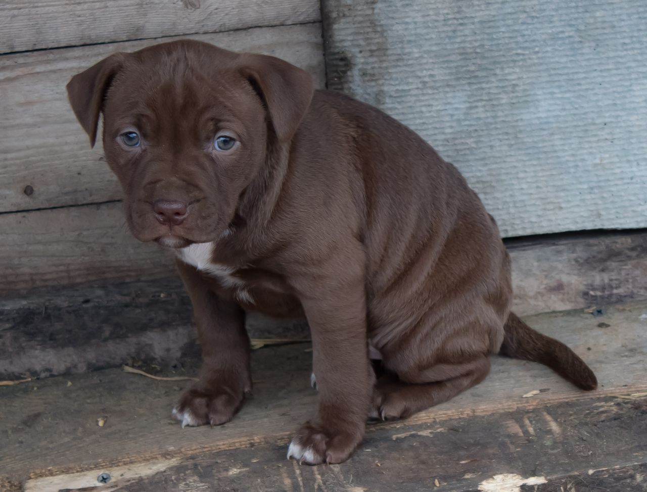 Photo of the dog