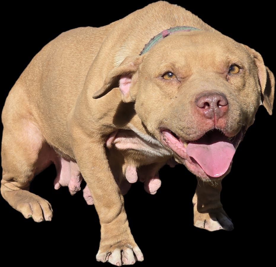 Photo of the dog