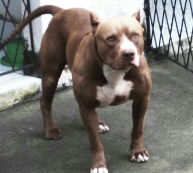 Photo of the dog