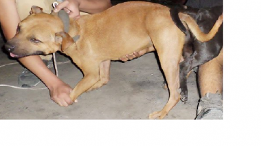 Photo of the dog