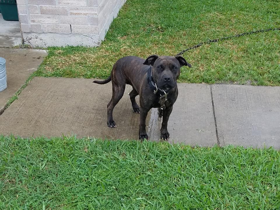 Photo of the dog