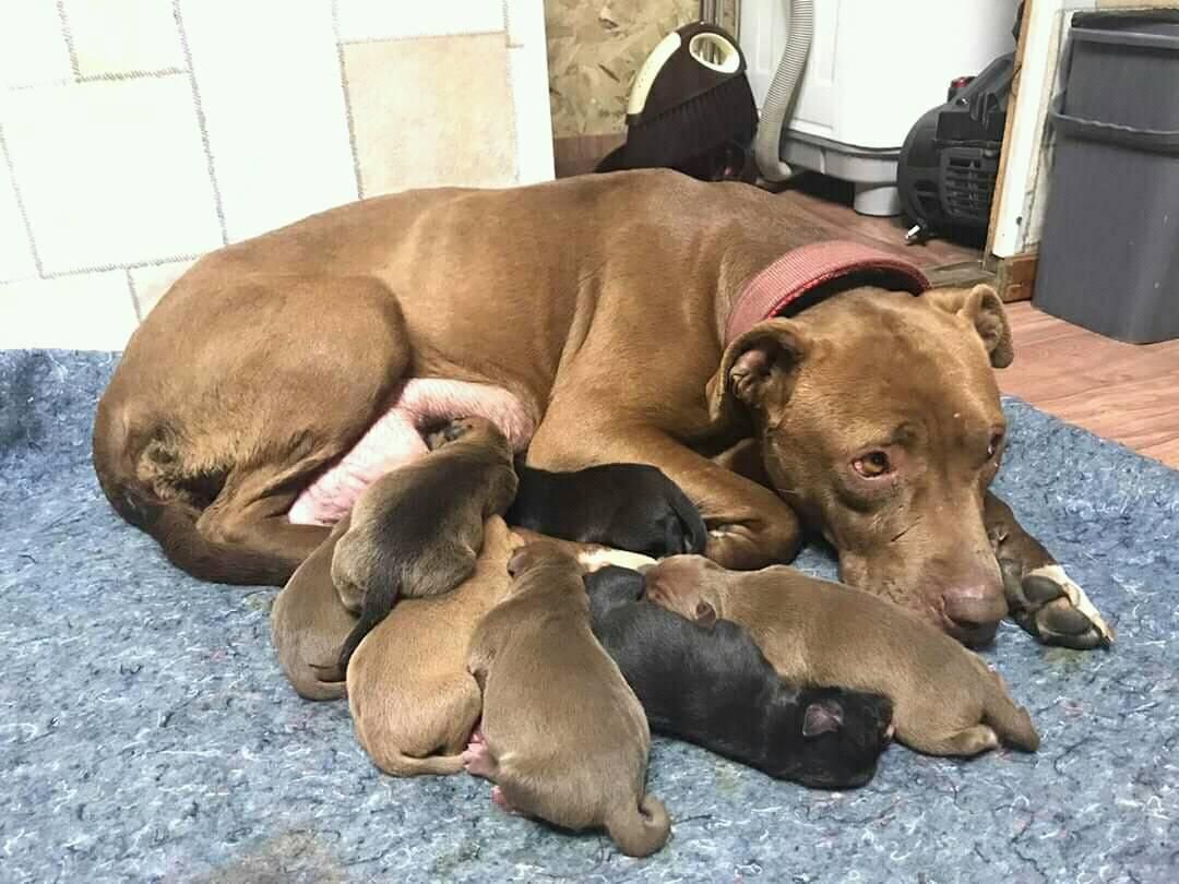 Photo of the dog