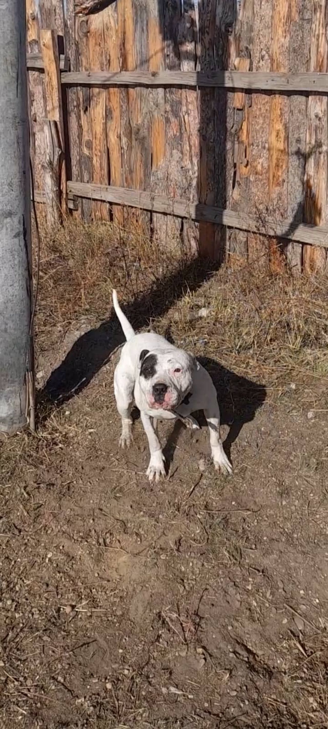 Photo of the dog