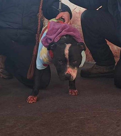 Photo of the dog